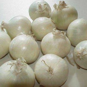 395419756.horti-tops-seminte-ceapa-alba-noordholandse-hortitops-2-g