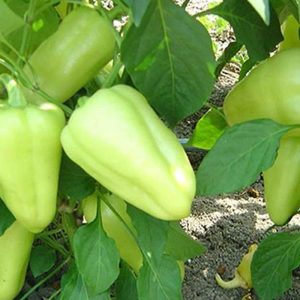 orig_seminte-ardei-gras-conic-lotta-f1-500-seminte-enza-zaden_1132